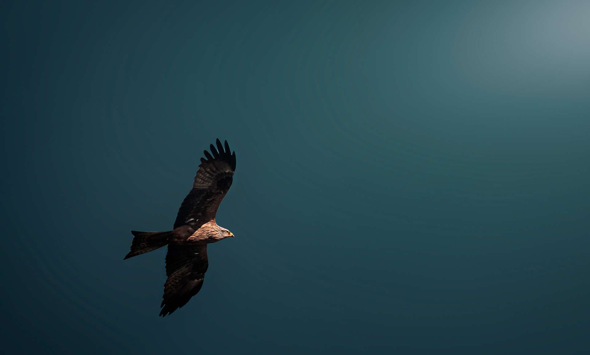 Black kite flying